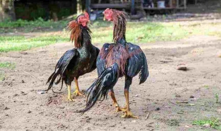 Bỏ Túi Cách Chơi Đá Gà WS168 Tại BJ88 Hốt Bạc Mỗi Ngày 1 Đá Gà WS168 Tại BJ88