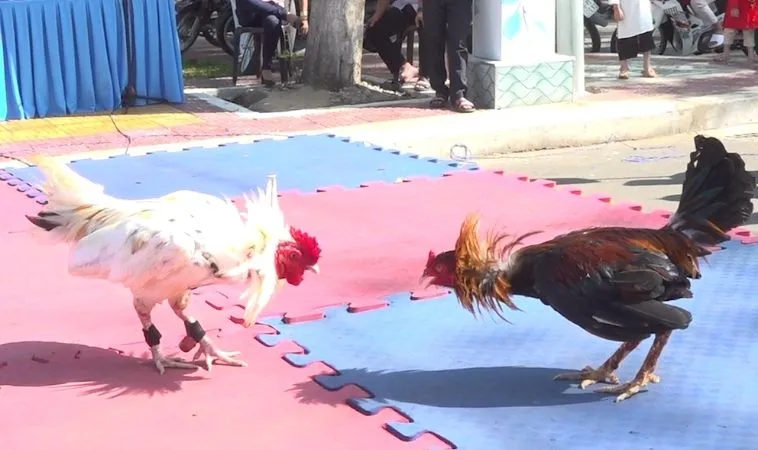 Hé Lộ Cách Chơi Đá Gà GA28 Tại BJ88 Thắng Lớn Bất Ngờ 1 Đá Gà GA28 Tại BJ88